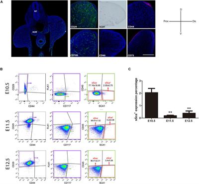 SCA-1/Ly6A Mesodermal Skeletal Progenitor Subpopulations Reveal Differential Commitment of Early Limb Bud Cells